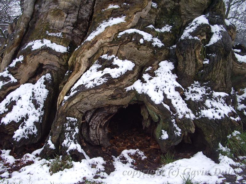 Tree trunk, Snow, Greenwich Park IMGP7612.JPG